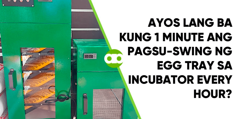 Ayos Lang Ba Kung 1 Minute Ang Pagsu Swing Ng Egg Tray Sa Incubator