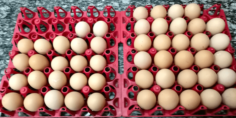 Paano Kami Nagre-record ng Egg Production ng Aming mga Purebred Rhode ...