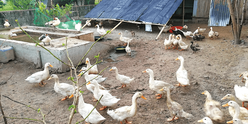 Paano Maiiwasan ang Pagkabansot o Pagkalumpo ng mga Duck Dulot ng ...