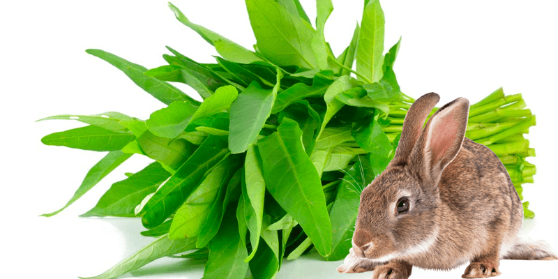 Rabbit Farming Mga Dapat Mong Malaman Sa Pagpapakain Ng Kangkong Sa Rabbit