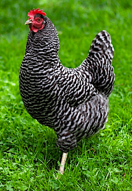 Buy Barred Plymouth Rock for Sale in the Philippines