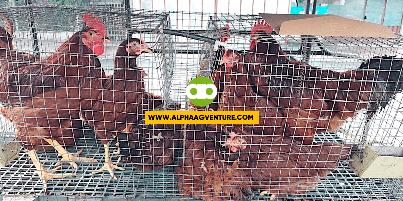 Mga Posibleng Dahilan ng Pagbaba ng Egg Production ng Rhode Island Red