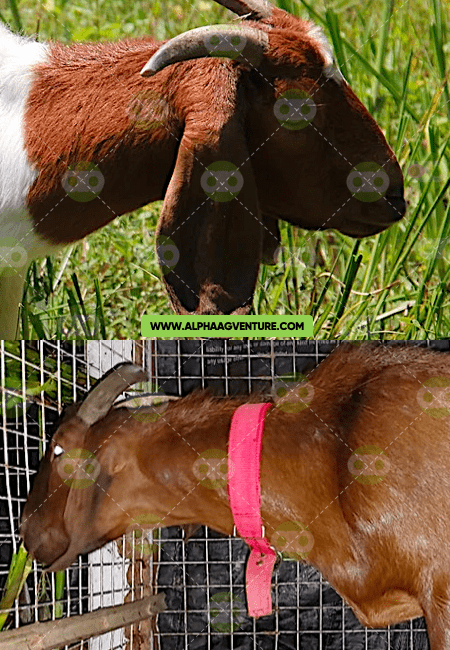 Buy Fullblood Boer Goat For Sale Best Meat Type Goat