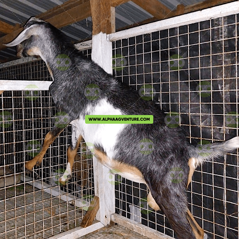 Buy Purebred AngloNubian Goat for Sale Best Dairy Goat