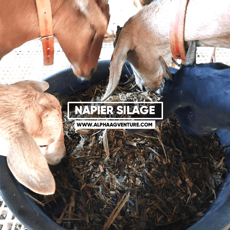 buy-napier-silage-for-sale-for-cattle-goats-sheep