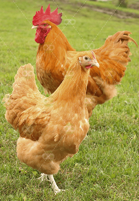 Buy Buff Orpington for Sale in the Philippines