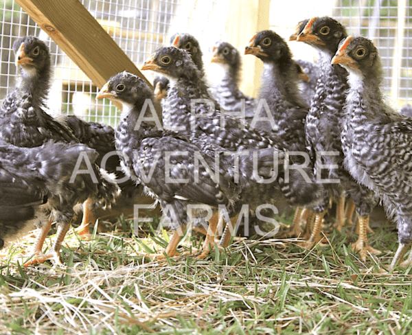 Buy 1-Month-Old Barred Plymouth Rock Chicks for Sale in the Philippines