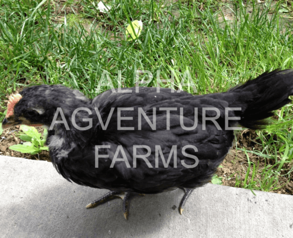 Buy 1-Month-Old Black Australorp Chicks for Sale in the Philippines