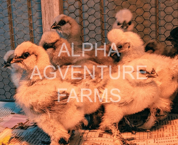 Buy 1-Month-Old Chinese Silkies for Sale from Alpha Agventure Farms