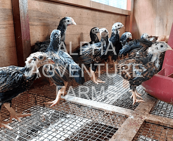 Buy 1-Month-Old Standard Cornish Chicks for Sale from Alpha Agventure Farms