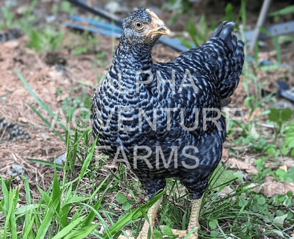 Buy 2-Month-Old Barred Plymouth Rock Chicks for Sale in the Philippines