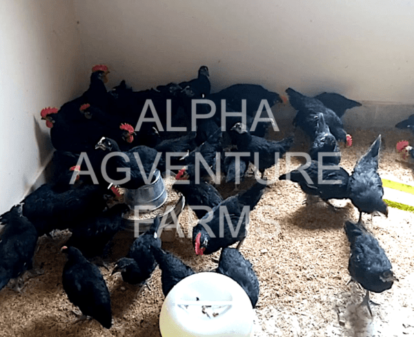 Buy 2-Month-Old Black Australorp Chicks for Sale in the Philippines