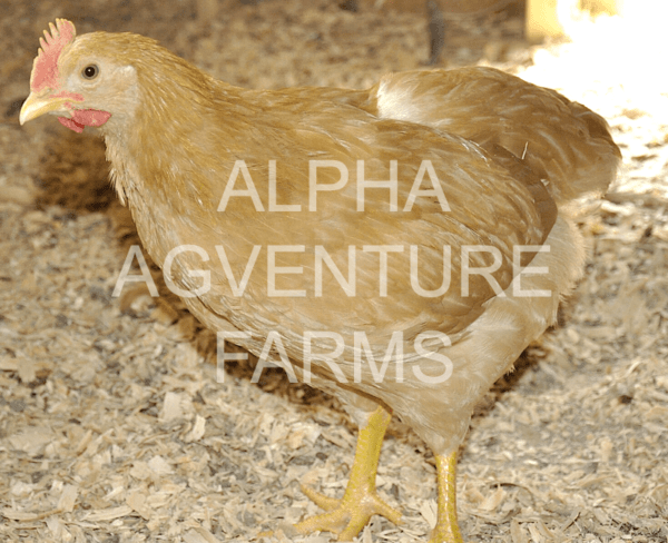 Buy 2-Month-Old Buff Orpington Chicks for Sale from Alpha Agventure Farms