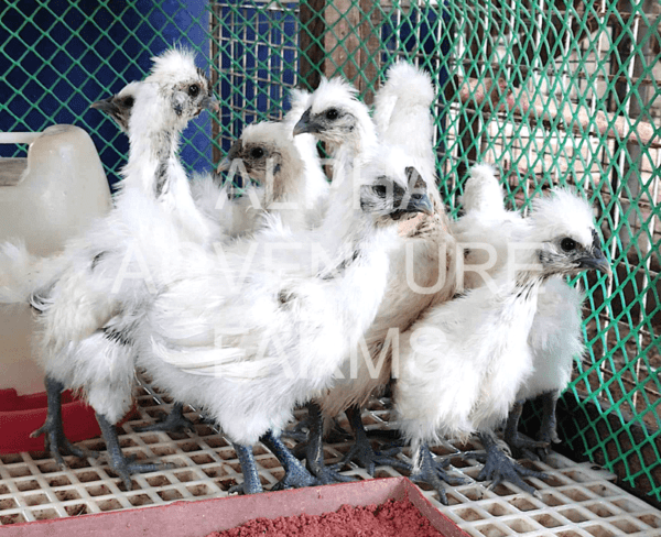 Buy 2-Month-Old Chinese Silkies for Sale from Alpha Agventure Farms