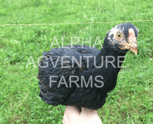 Buy 2-Month-Old Standard Cornish for Sale from Alpha Agventure Farms