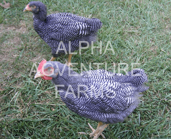 Buy 3-Month-Old Barred Plymouth Rock Chicks for Sale in the Philippines