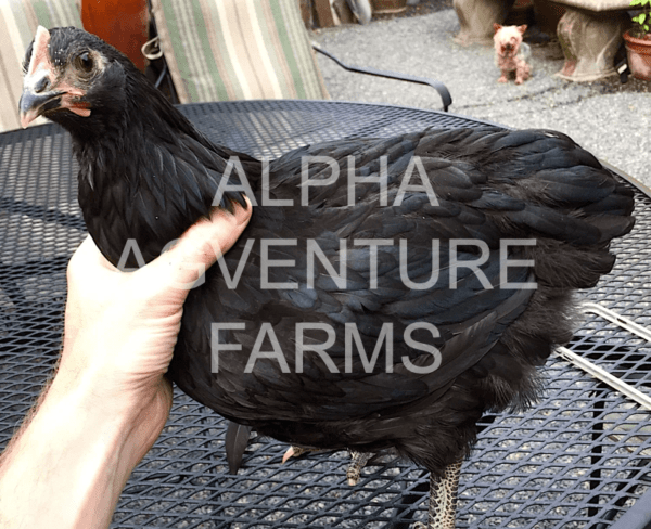 Buy 3-Month-Old Black Australorp Chicks for Sale in the Philippines