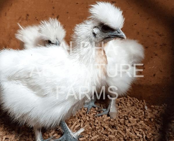 Buy 3-Month-Old Chinese Silkies for Sale from Alpha Agventure Farms