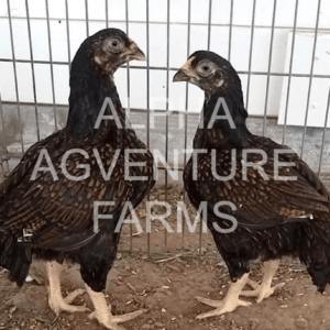 Buy 3-Month-Old Standard Cornish for Sale from Alpha Agventure Farms