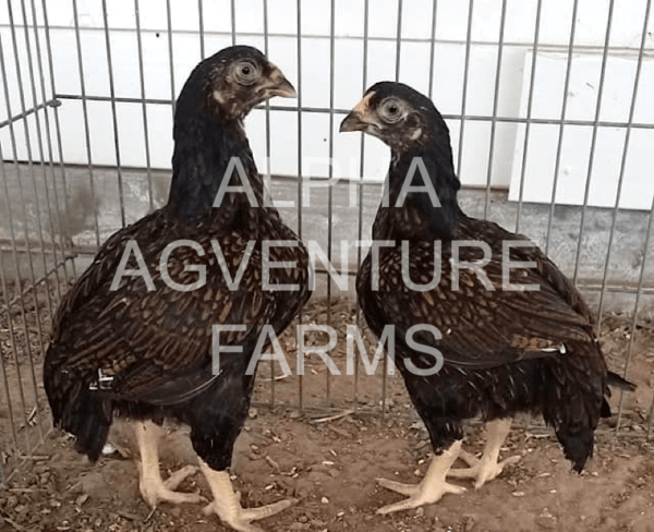 Buy 3-Month-Old Standard Cornish for Sale from Alpha Agventure Farms