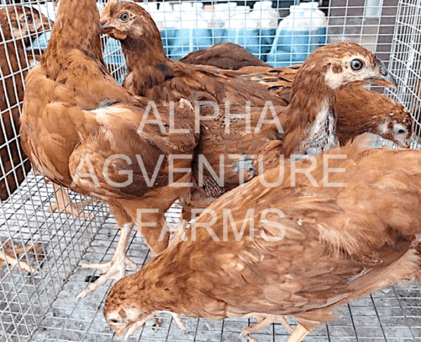 Buy 3 Months Old Rhode Island Reds for Sale in the Philippines