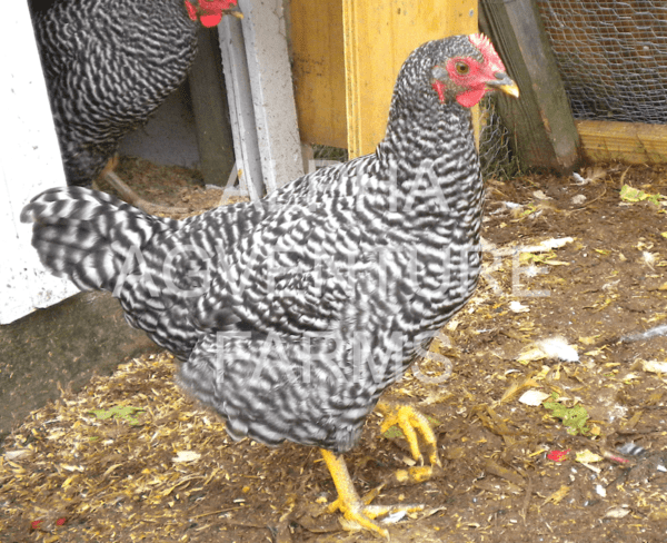 Buy 4-Month-Old Barred Plymouth Rock Chicks for Sale in the Philippines