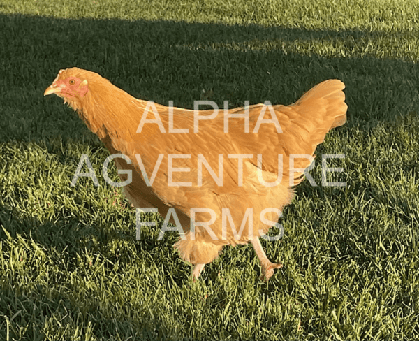 Buy 4-Month-Old Buff Orpington Chicks for Sale from Alpha Agventure Farms