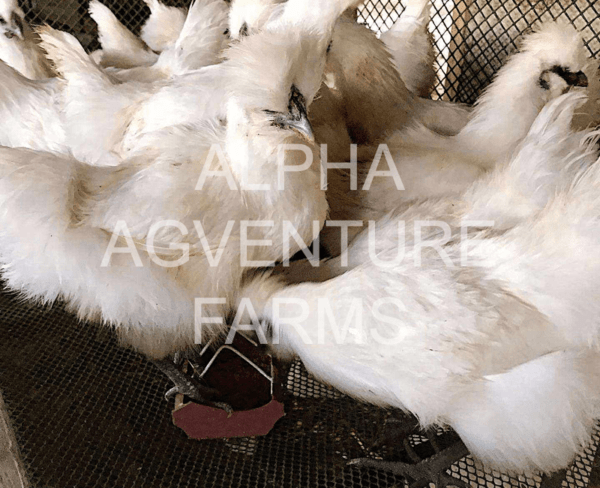 Buy 4-Month-Old Chinese Silkies for Sale from Alpha Agventure Farms