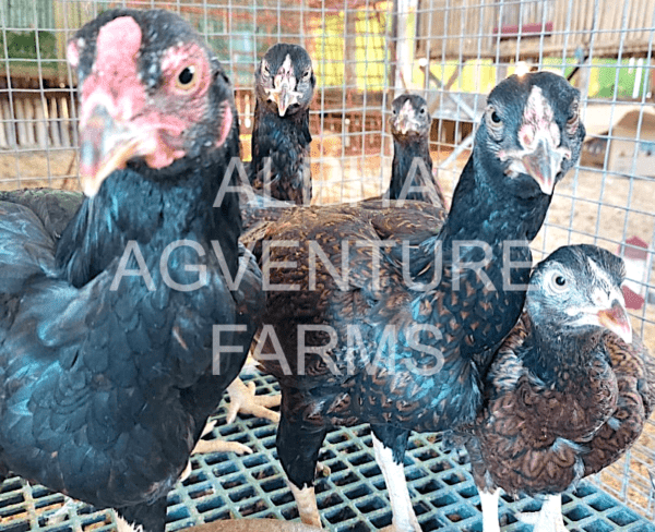 Buy 4-Month-Old Standard Cornish for Sale from Alpha Agventure Farms