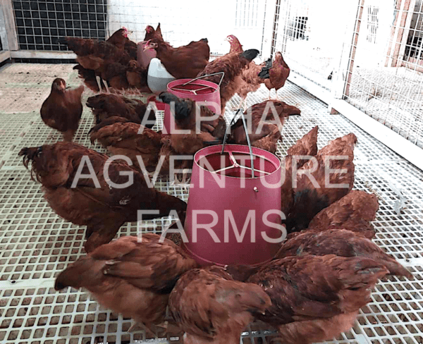 Buy 4 Months Old Rhode Island Reds for Sale in the Philippines