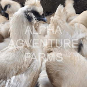 Buy 5-Month-Old Chinese Silkies for Sale from Alpha Agventure Farms