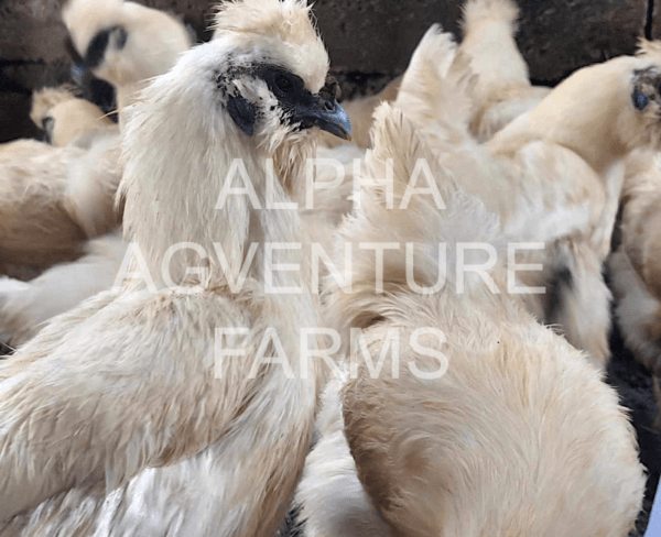 Buy 5-Month-Old Chinese Silkies for Sale from Alpha Agventure Farms