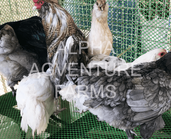 Buy Ameraucana Breeders for Sale in the Philippines