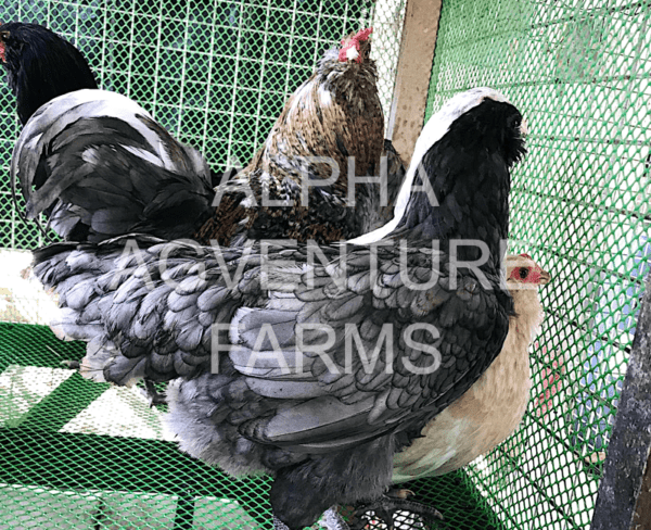 Buy Ameraucana Breeders for Sale in the Philippines