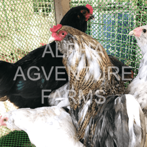 Buy Ameraucana Breeders for Sale in the Philippine