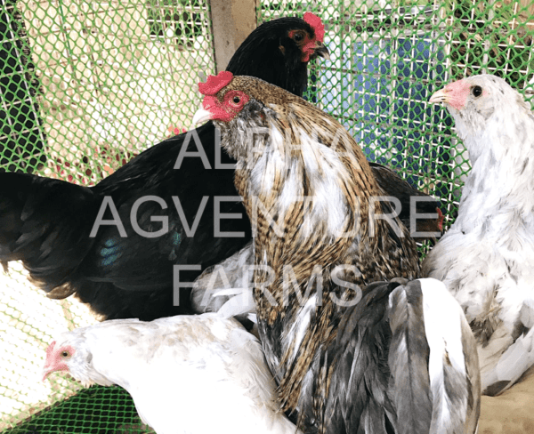 Buy Ameraucana Breeders for Sale in the Philippine