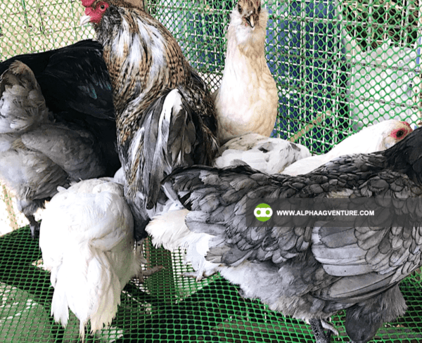 Buy Ameraucana Chickens for Sale from Alpha Agventure Farms