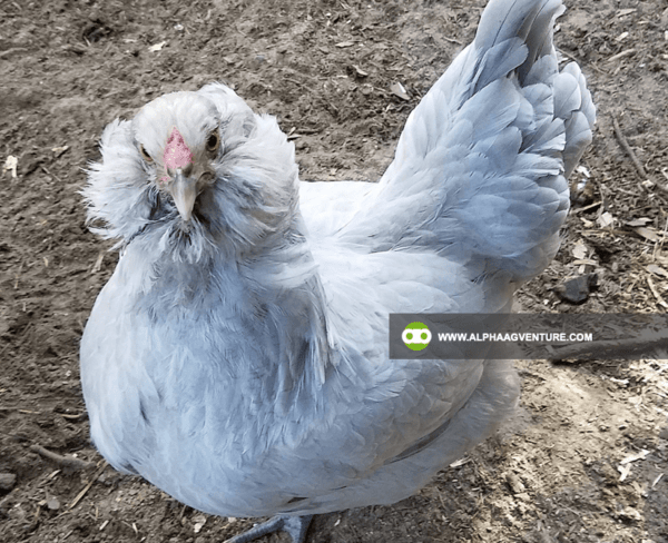 Buy Ameraucana Chickens for Sale from Alpha Agventure Farms