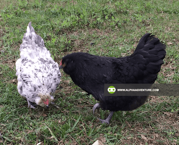 Buy Ameraucana Chickens for Sale from Alpha Agventure Farms