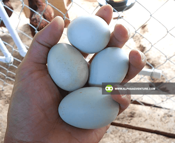 Buy Ameraucana Chickens for Sale from Alpha Agventure Farms