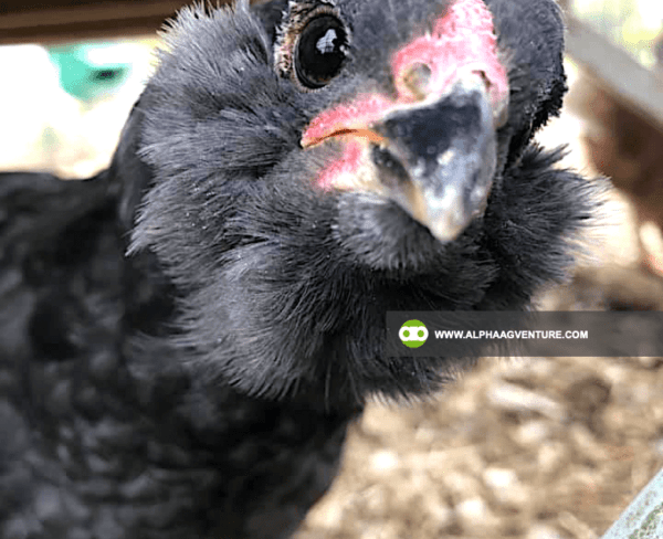 Buy Ameraucana Chickens for Sale from Alpha Agventure Farms