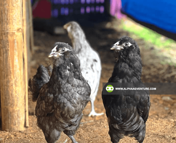 Buy Ameraucana Chickens for Sale from Alpha Agventure Farms