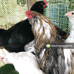 Buy Ameraucana Chickens for Sale from Alpha Agventure Farms