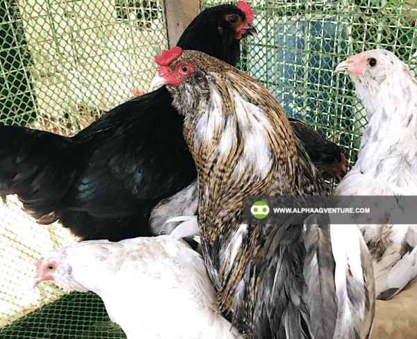 Buy Ameraucana Chickens for Sale from Alpha Agventure Farms