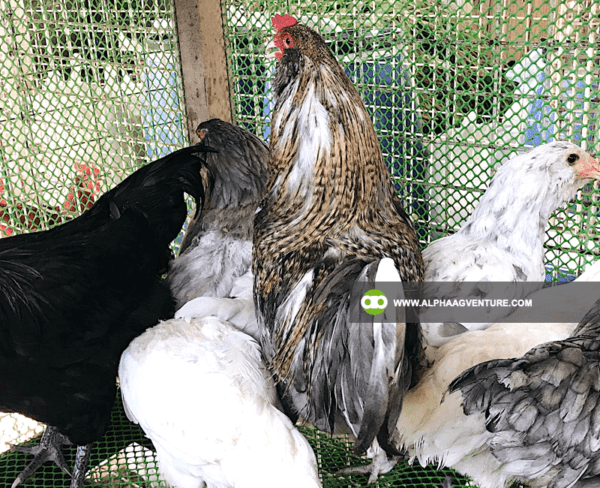 Buy Ameraucana Chickens for Sale from Alpha Agventure Farms