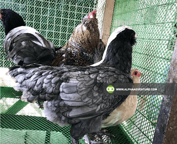 Buy Ameraucana Chickens for Sale from Alpha Agventure Farms