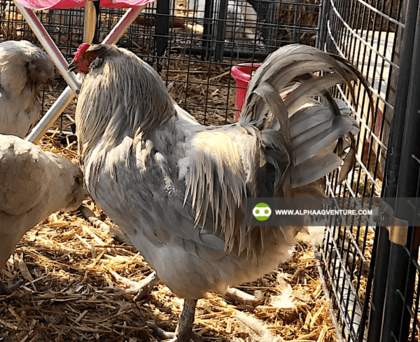 Buy Ameraucana Chickens for Sale from Alpha Agventure Farms