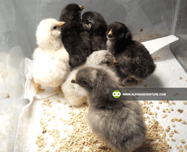 Buy Ameraucana Chickens for Sale from Alpha Agventure Farms