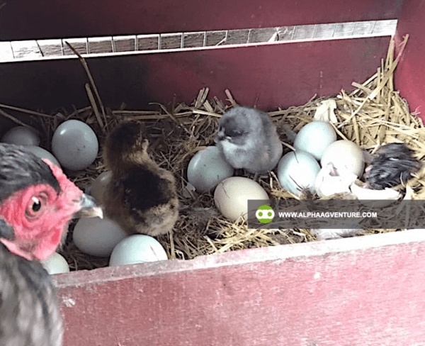 Buy Ameraucana Chickens for Sale from Alpha Agventure Farms