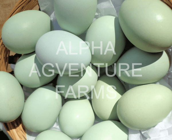 Buy Ameraucana Fertilized Eggs for Sale in the Philippines